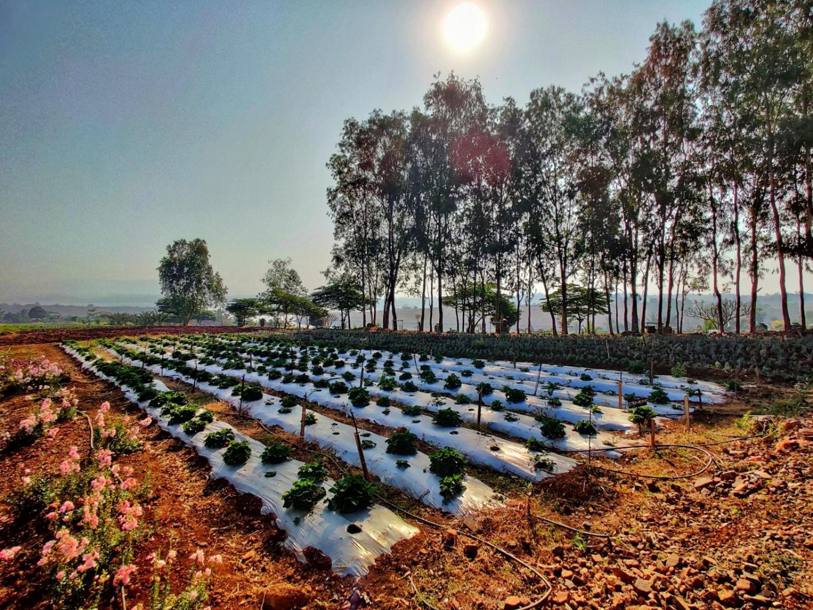 Fazlani Natures Nest - The Wellness Retreat Lonavala Exterior photo